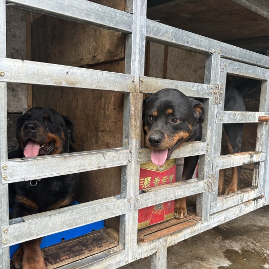虞城县杜宾犬小狗，罗威纳犬