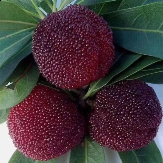 自家种植大山深处杨梅，天然无公害，口感好，价格实惠。