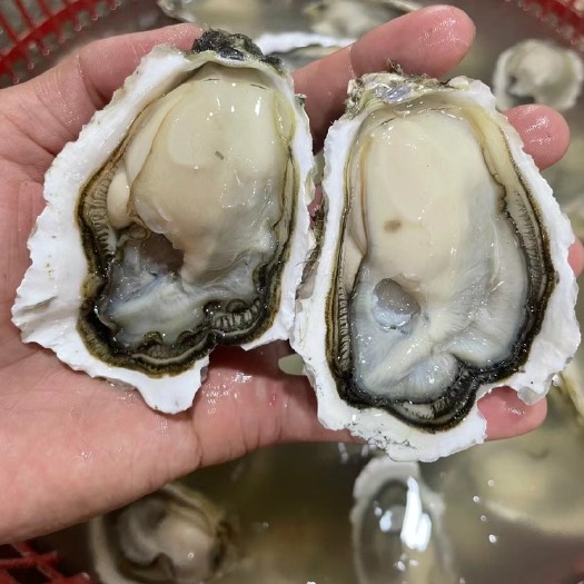 饶平县烧烤生蚝，摆摊生蚝2毛一个
