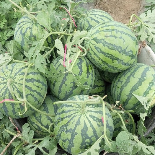 宜城市出售大量高品质西瓜、  紫薯、花生、玉米。