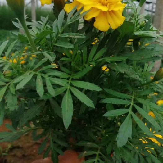 青州市孔雀草