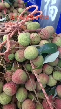 灵山县广西妃子笑大量现货供应链