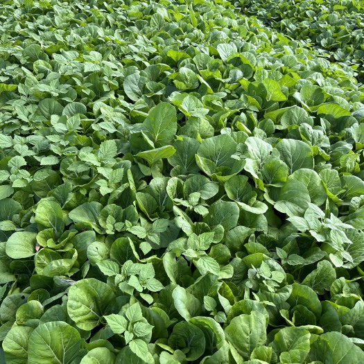 开平市小白菜