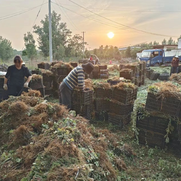 艾草苗 端午艾 宛艾 大白艾 万亩种植基地成活率高  包回收