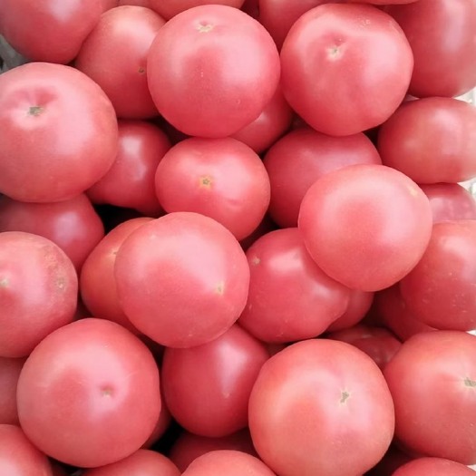 【西红柿】个头匀称 货源充足 全国可发  一手货源