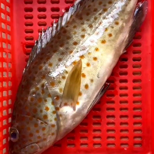 海石斑鱼、芝麻斑、天然深海鱼、肉质厚实脆口、单条速冻发货