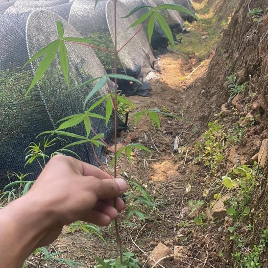 西昌市轻杯五小叶槭