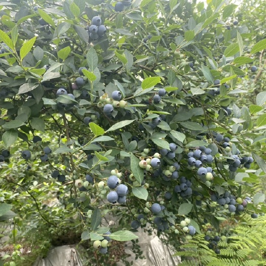 蓝莓