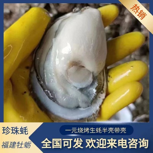 饶平县珍珠蚝  福建牡蛎一元烧烤生蚝半壳全壳汫洲生蚝广东生蚝全国