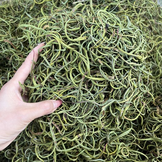 昆明精选化石草肾精茶产地一手货源大货批发