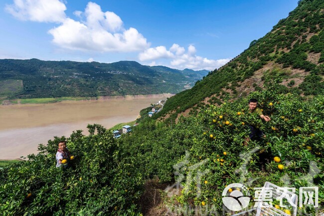 【夏橙】榨汁专用 湖北宜昌秭归 物流发货  产地直销