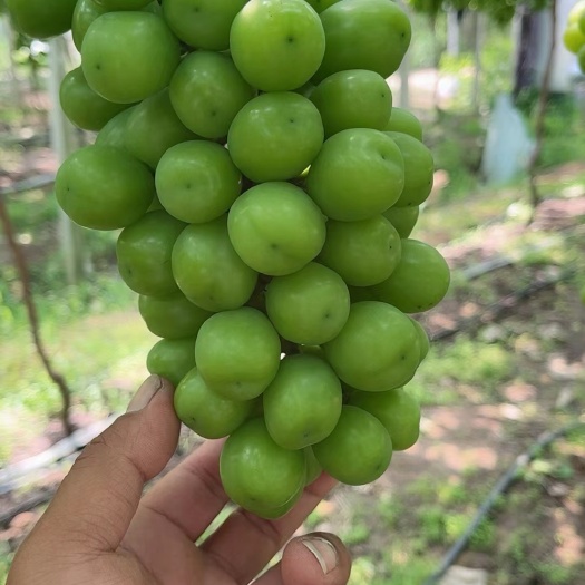 新沂市夏黑大量上市，阳光玫瑰月底有货
