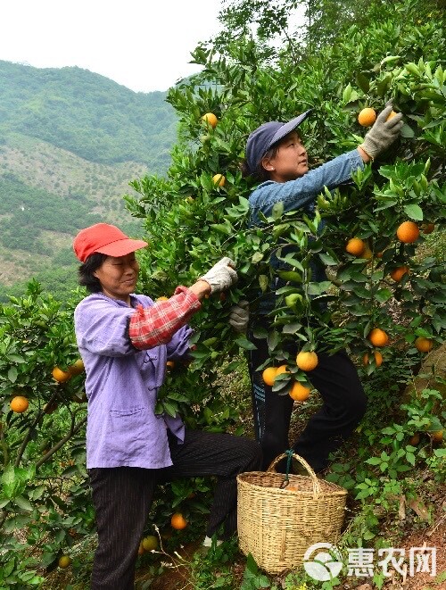 【夏橙】榨汁专用 湖北宜昌秭归 物流发货  产地直销