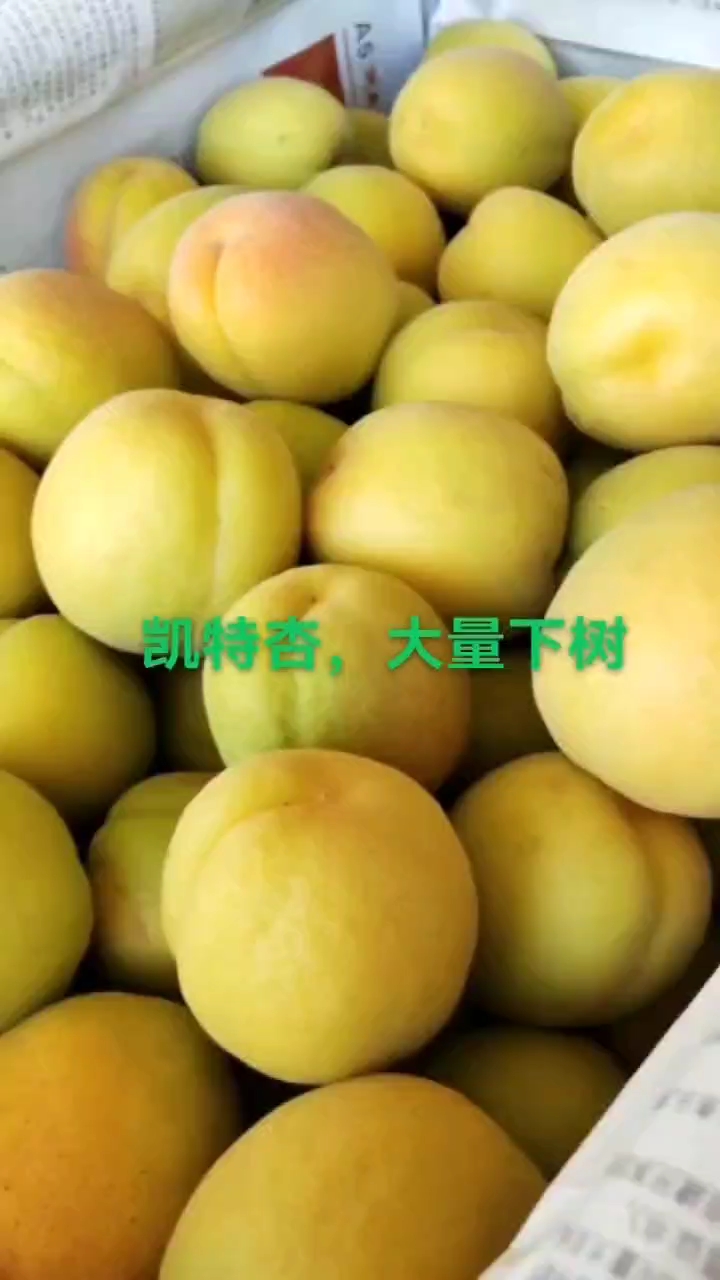 晋州市凯特杏，大黄杏，甜杏