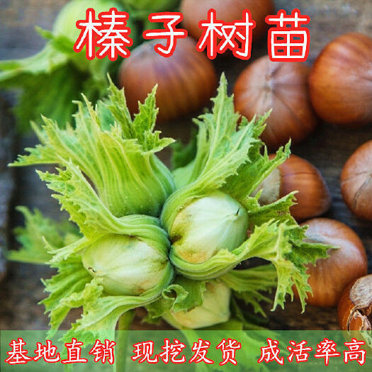 平邑县美国大榛子树苗辽榛玉坠平欧大榛子苗树地栽盆栽北方种植当年结果