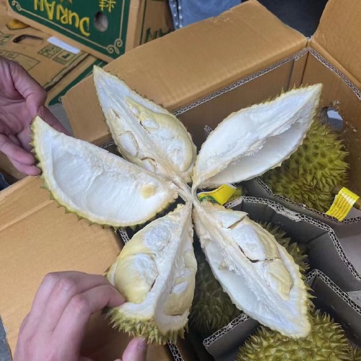 昆明巴掌金枕榴莲包邮包售后一件10-13头