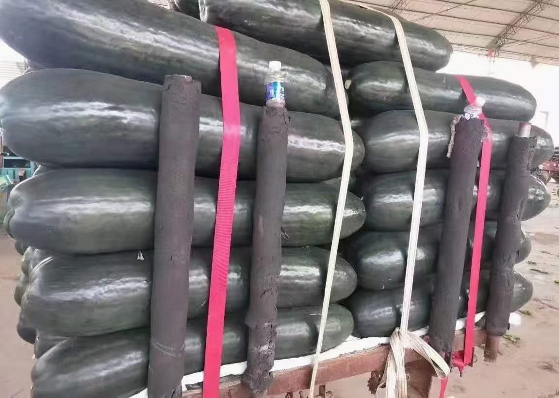 山东，临沂，兰陵县，大冬瓜，大量供应，大量接单，保质保量