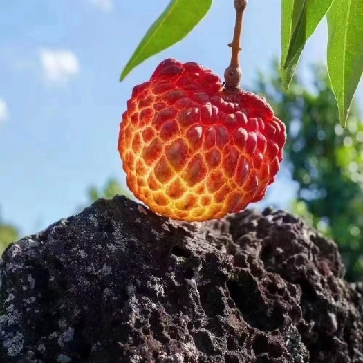 广州荔枝王