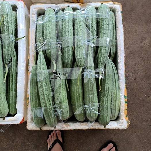 梅州精品丝瓜八角瓜