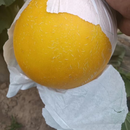 饶阳县饶阳县 精品 酒红瑞