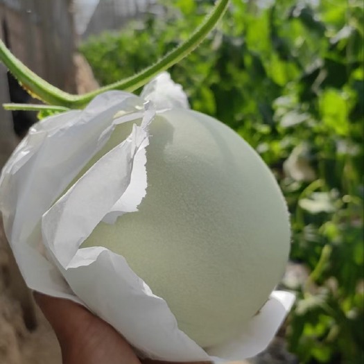 饶阳县饶阳县精品玉姑甜瓜
