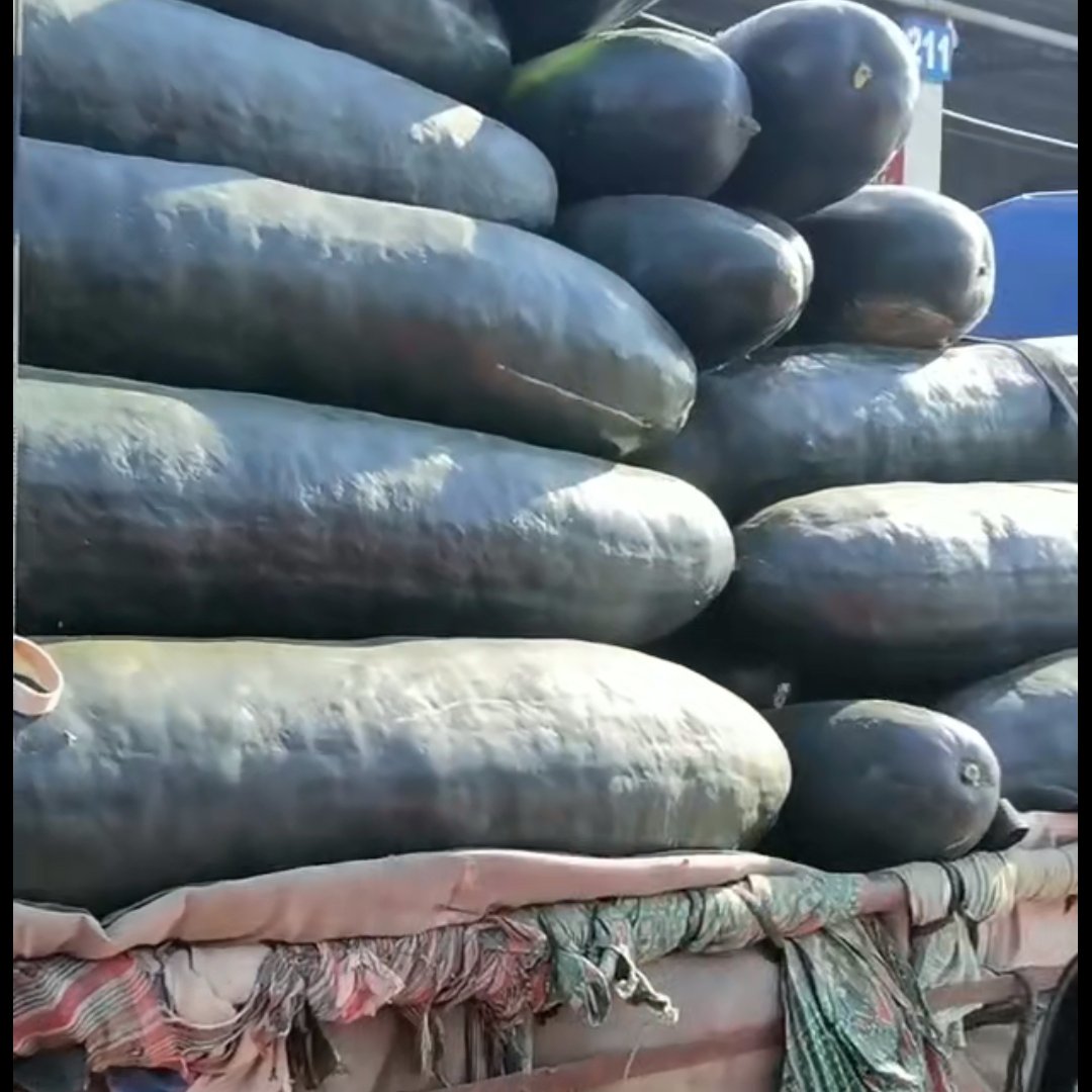 山东，临沂，兰陵县，大冬瓜，大量供应，大量接单，保质保量