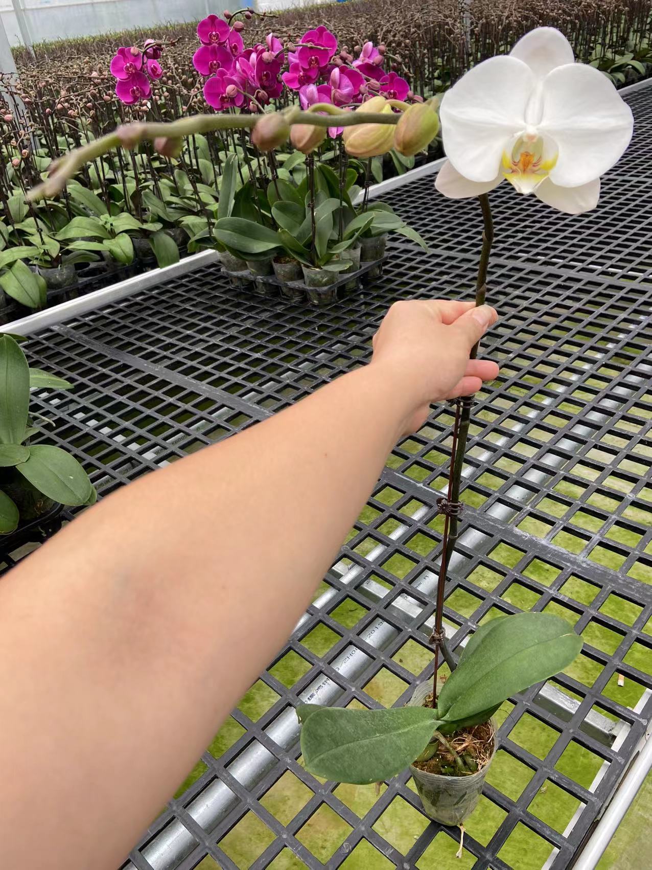 3寸白花蝴蝶兰