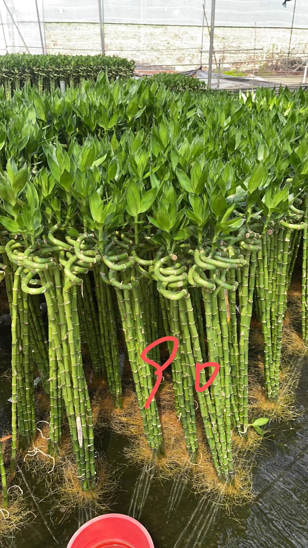 （转运竹）富贵竹  4月新货，目前短芽哦，欢迎关注咨询！