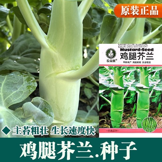 河间市芥兰菜种籽广东鸡腿粗芥蓝种子甜脆四季阳台盆栽菜籽蔬菜种孑青菜