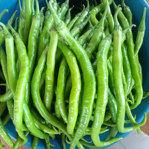 昆明云南二荆条