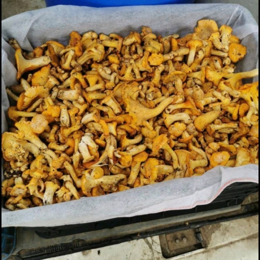通江县鸡油菌