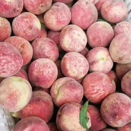 桐柏县朱砂红血桃，发货。零售，批发都可以