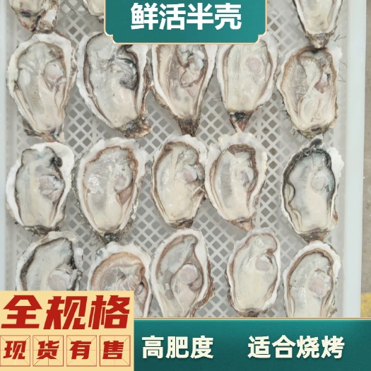 大连烧烤生蚝 半壳生蚝 鲜活开壳 人工挑选 高肥度