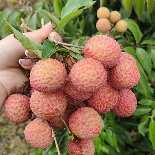 灵山县荔枝之乡灵山荔枝