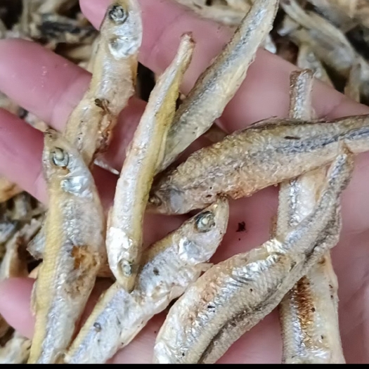 株洲丁公鱼