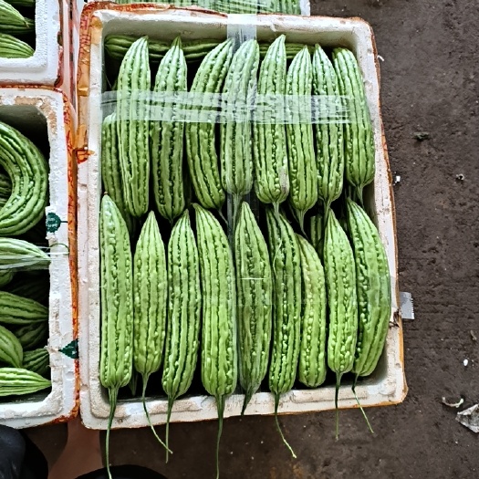 梅州精品油苦