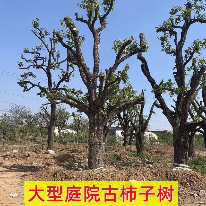 平邑县大柿子树嫁接甜柿子树南方北街道绿化庭院都可种植带原土球耐寒树