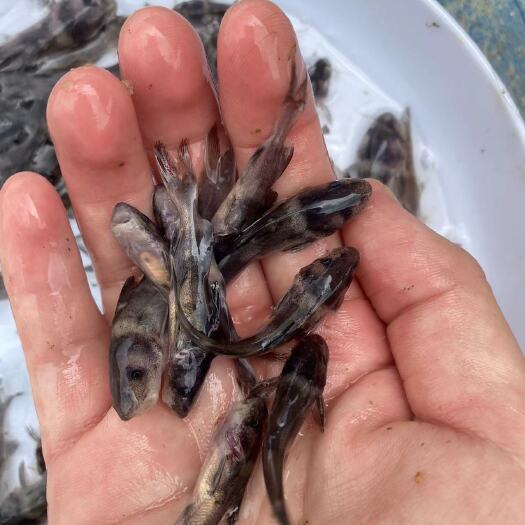 昆明江团，长吻鮠鱼苗  江团鱼苗，提供养殖技术服务，量大可以免费