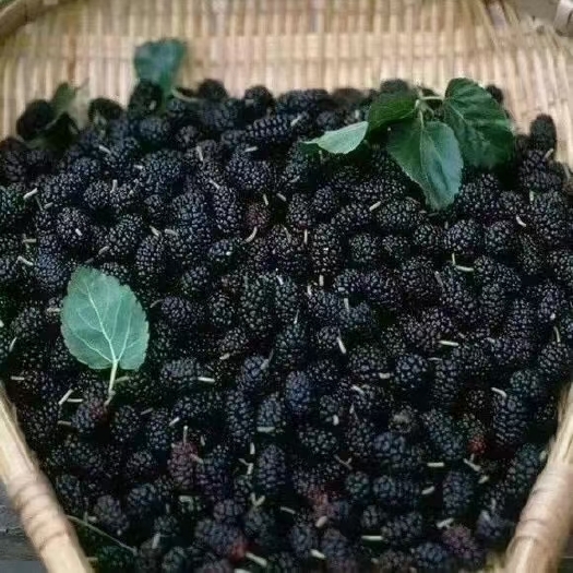 阿克苏市新疆阿克苏优质桑葚干 非转基因天然晒制 干果零食批发零售