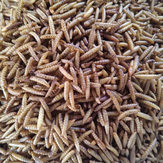 菏泽微波黑水虻虫干/昆虫蛋白原料/黑水虻养殖厂/水虻虫