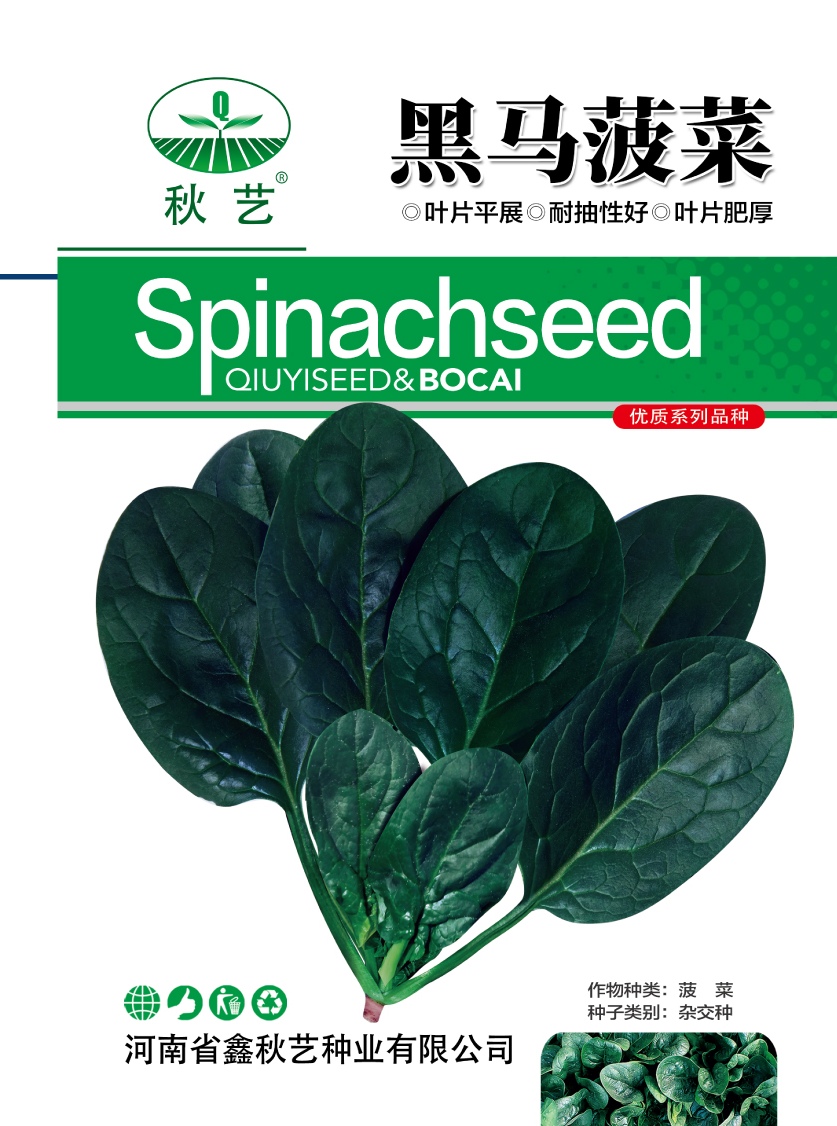 郑研黑钻505菠菜种子半直立型近圆叶叶色深叶片亮早秋越冬种植