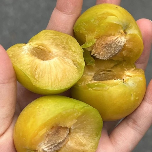 镇宁县蜂糖李