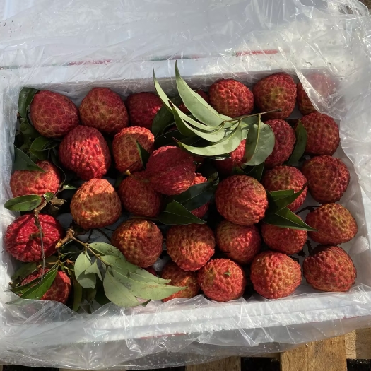 广州九记海南荔枝王5斤装个头硕大，果形呈心形，鲜嫩饱满肉厚脆嫩