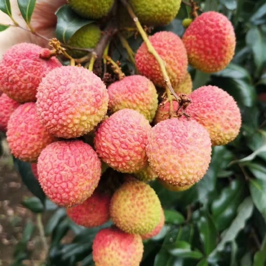 阳西县荔枝