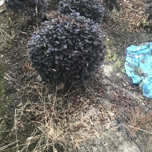 金华红花继木（自产自销）