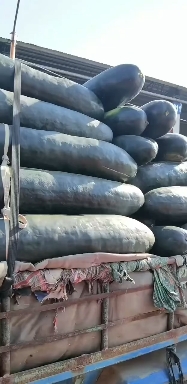 山东，临沂，兰陵县，大冬瓜，大量供应，大量接单，保质保量