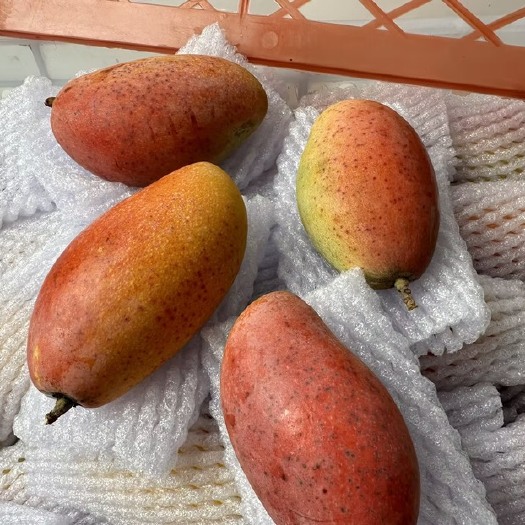 广州贵妃芒