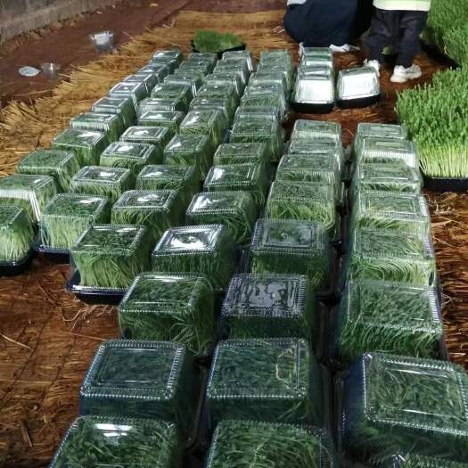 北京活体豌豆苗