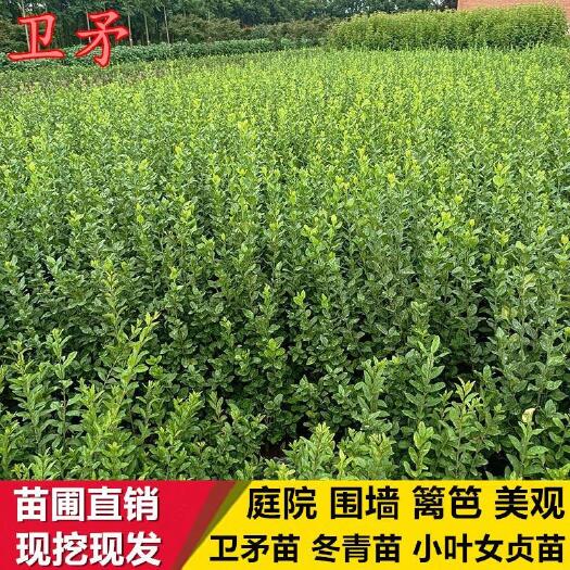 平邑县冬青卫矛  冬青苗卫矛小苗胶东卫矛床苗卫矛扦插小苗绿化工程苗