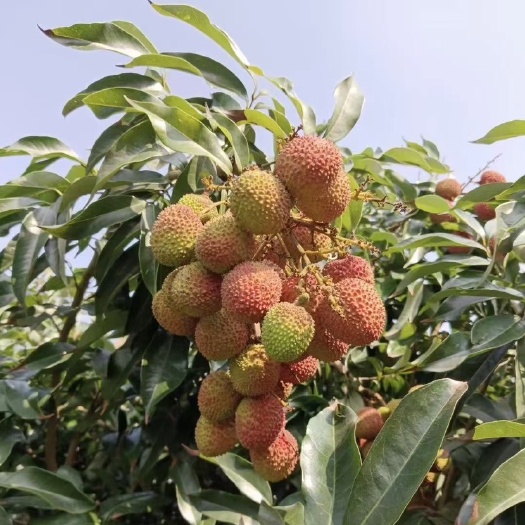 灵山县妃子笑  荔枝